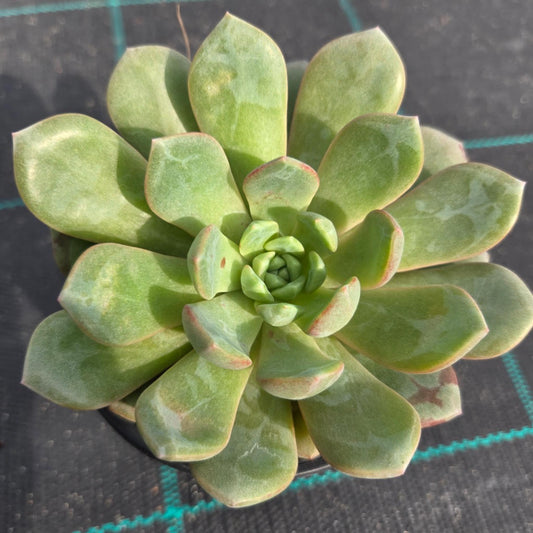 Echeveria ‘Jelly Jam’ (Echeveria)