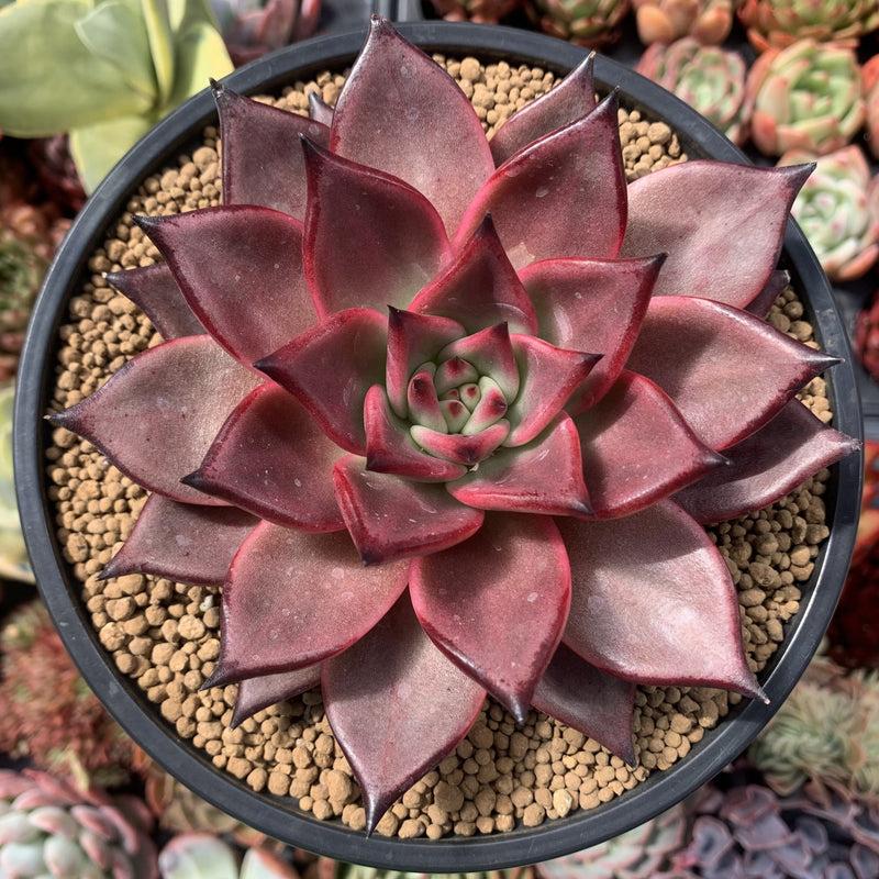 Echeveria Agavoides ‘Romeo’ (Romeo Echeveria)