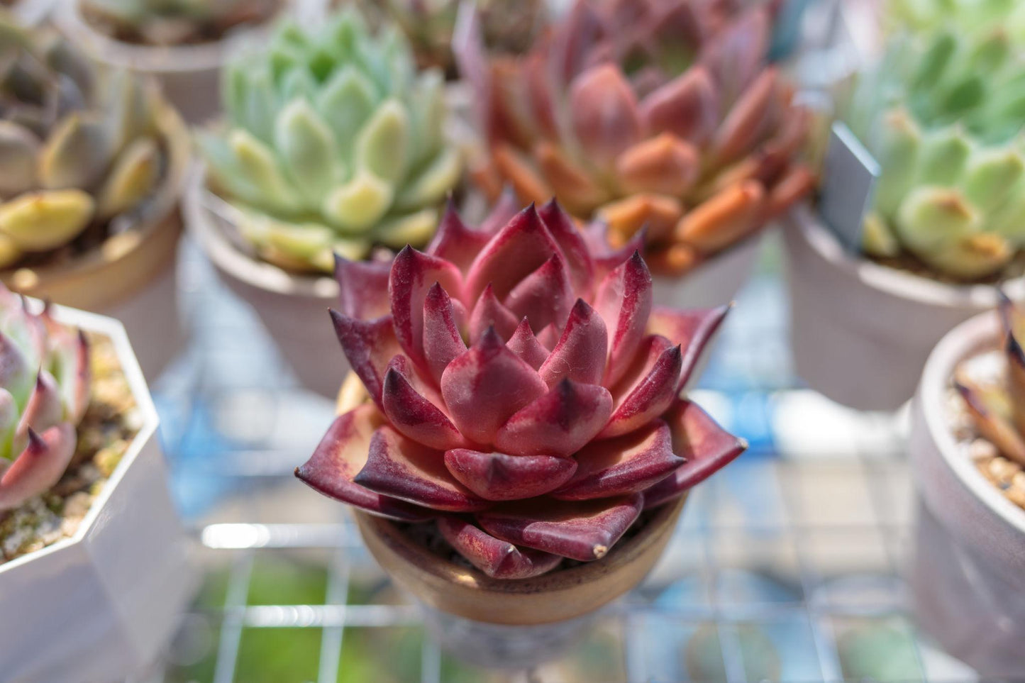 Echeveria Agavoides ‘Romeo’ (Romeo Echeveria)
