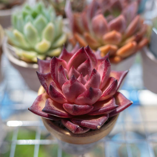 Echeveria Agavoides ‘Romeo’ (Romeo Echeveria)