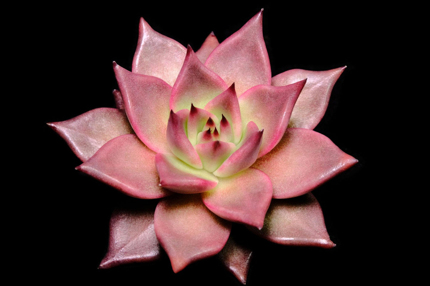 Echeveria Agavoides ‘Romeo’ (Romeo Echeveria)