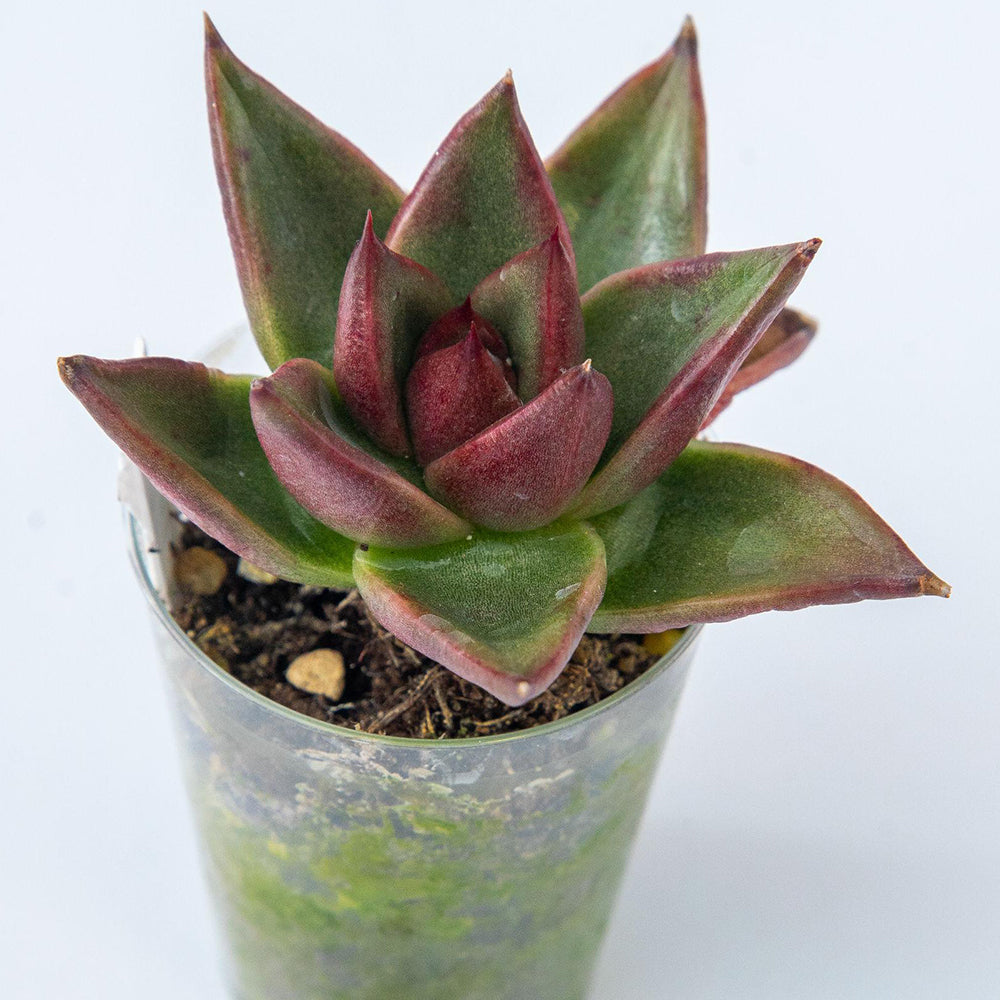 Echeveria Agavoides ‘Romeo’ (Romeo Echeveria)