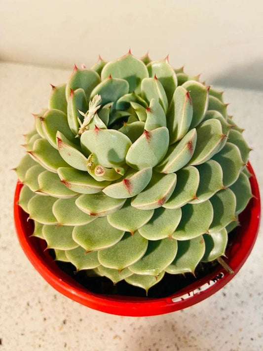 Echeveria 'Ben Badis' (Ben Badis Echeveria)