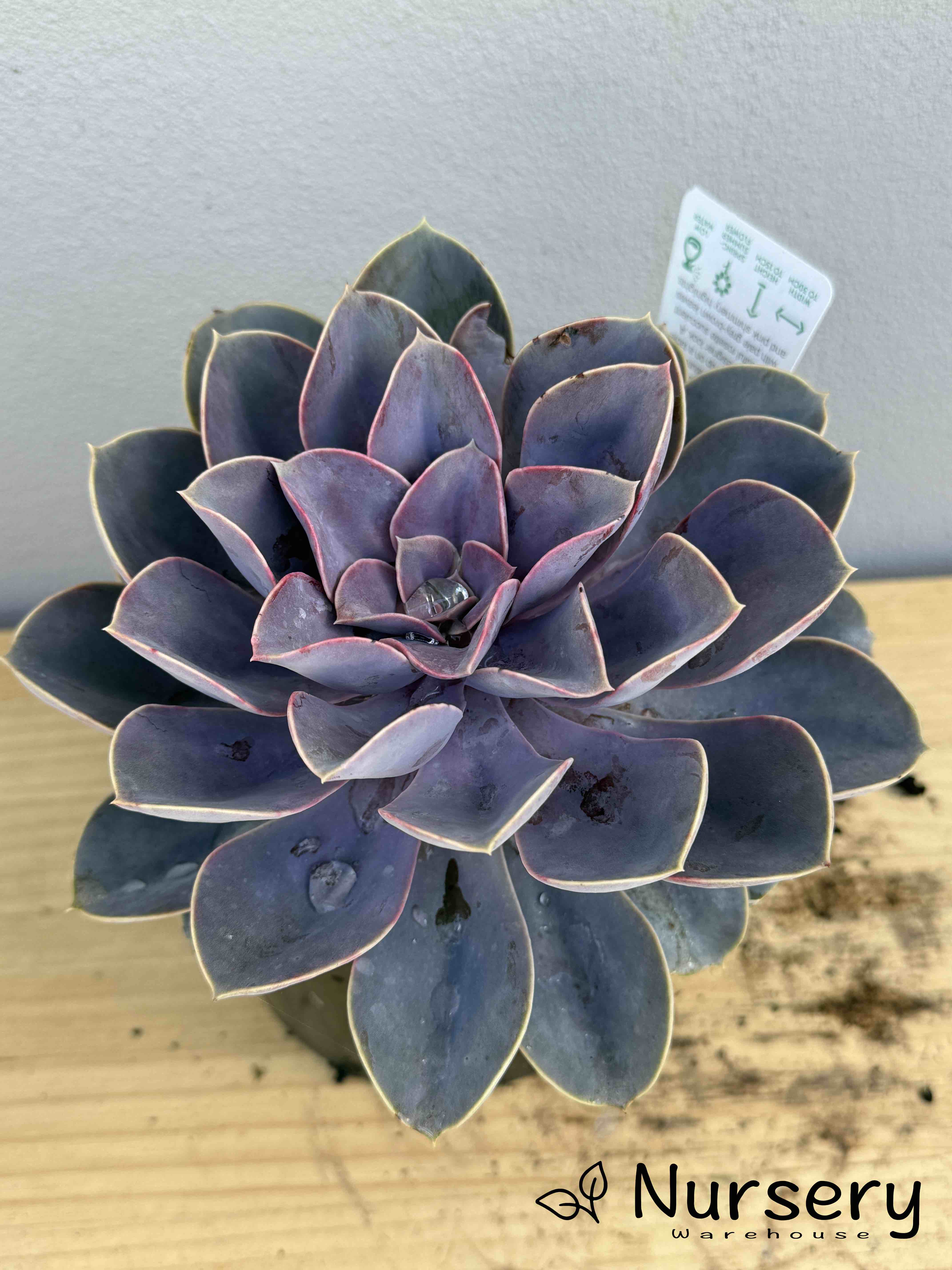Echeveria Perle von Nürnberg (Perle von Nürnberg Echeveria) (#006)