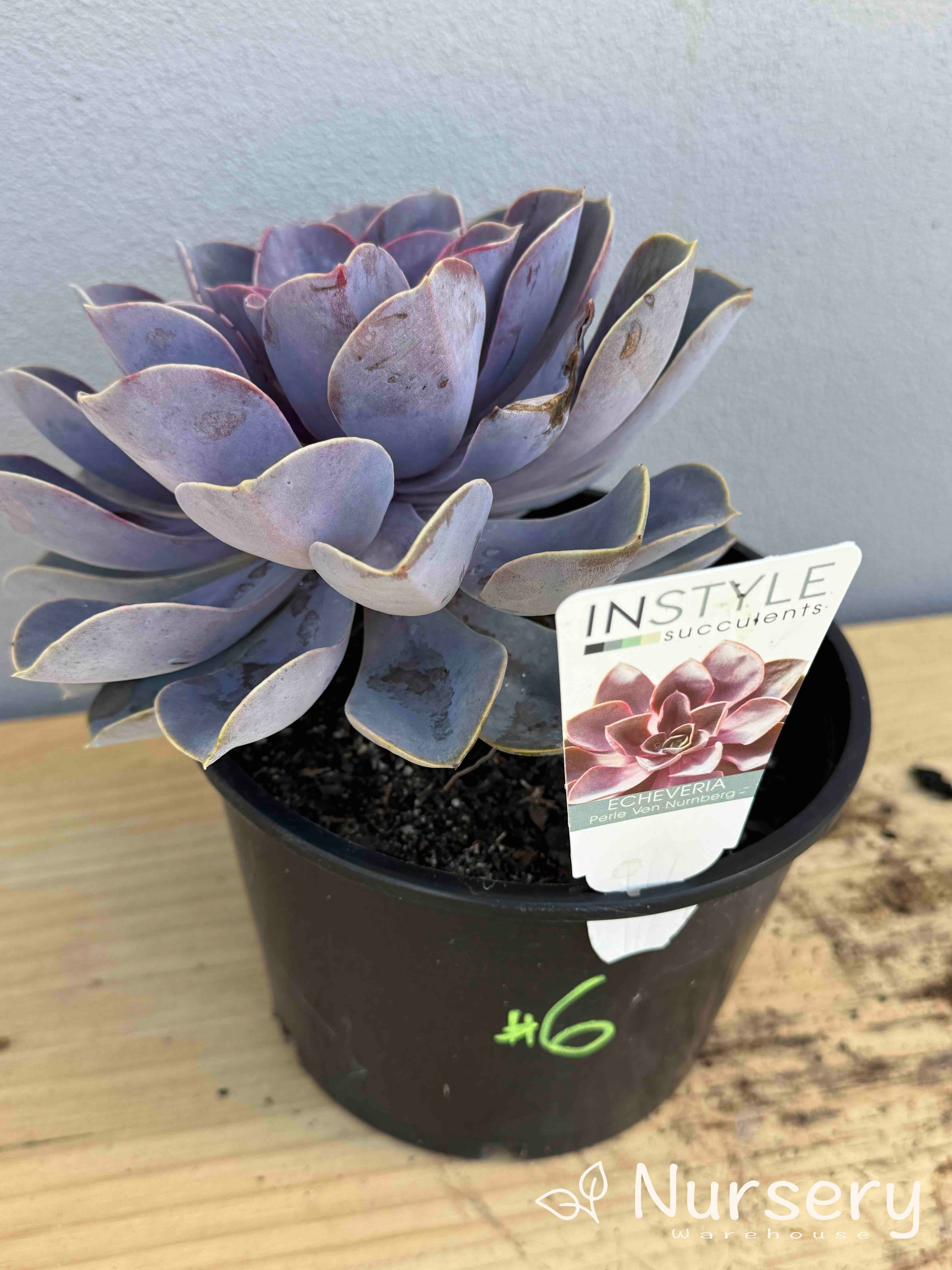 Echeveria Perle von Nürnberg (Perle von Nürnberg Echeveria) (#006)
