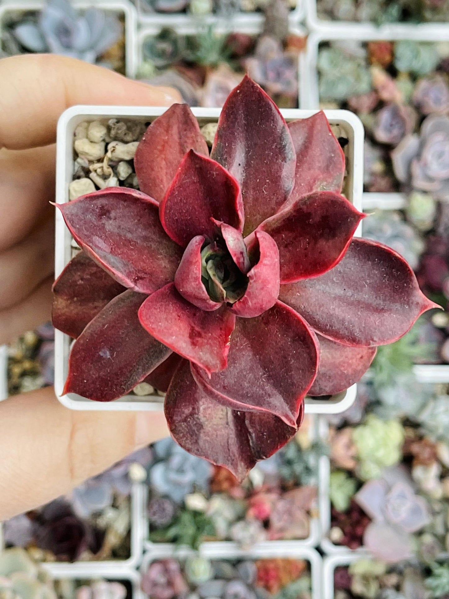 Echeveria Spp. (Assorted Cherry Echeveria)