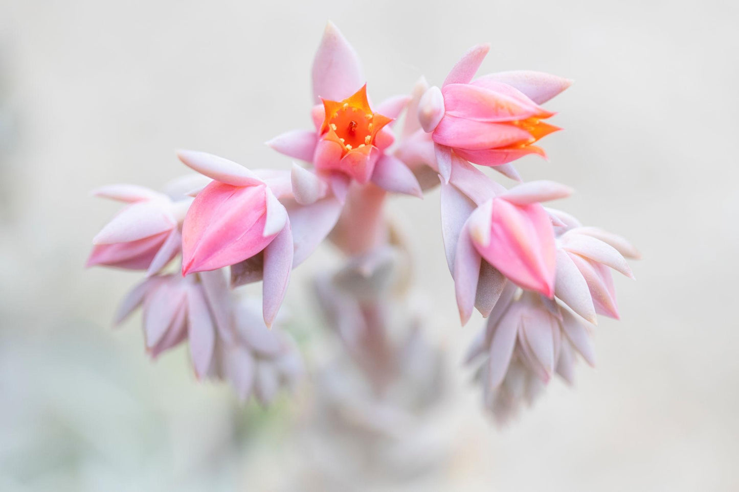 Echeveria Spp. (Assorted Cherry Echeveria)