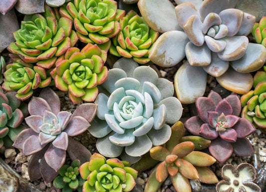 Echeveria Spp. (Assorted Cherry Echeveria)