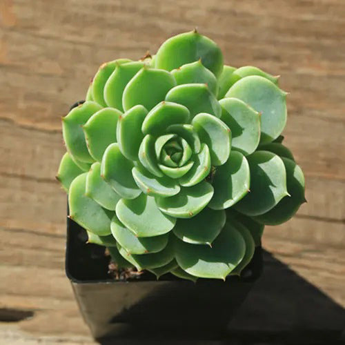 Echeveria 'Ben Badis' (Ben Badis Echeveria)