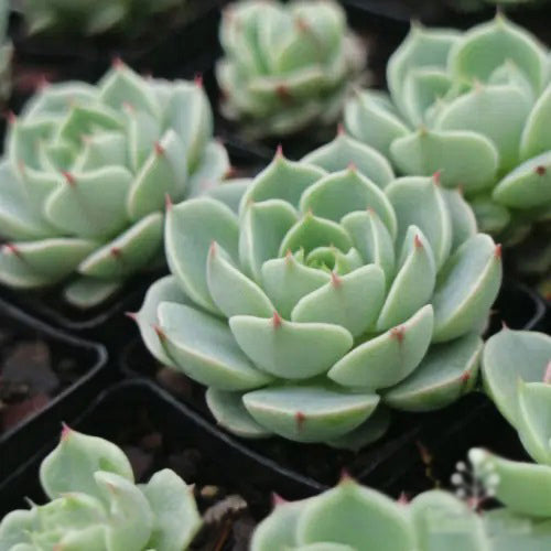 Echeveria 'Ben Badis' (Ben Badis Echeveria)