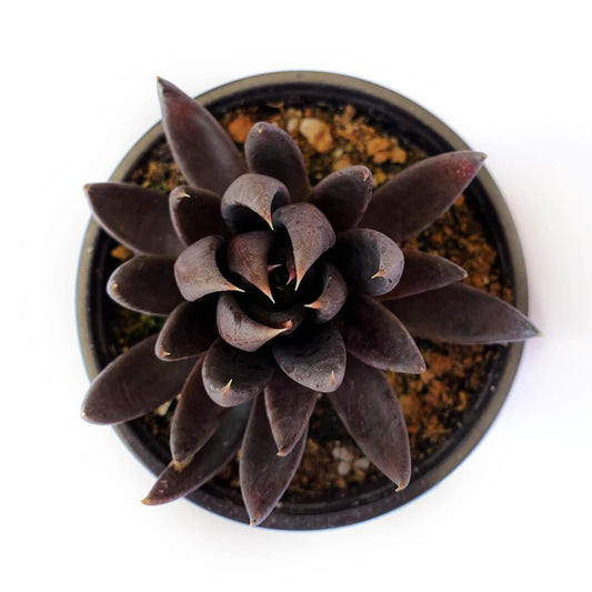 Echeveria 'Black Knight' (Black Knight Echeveria)