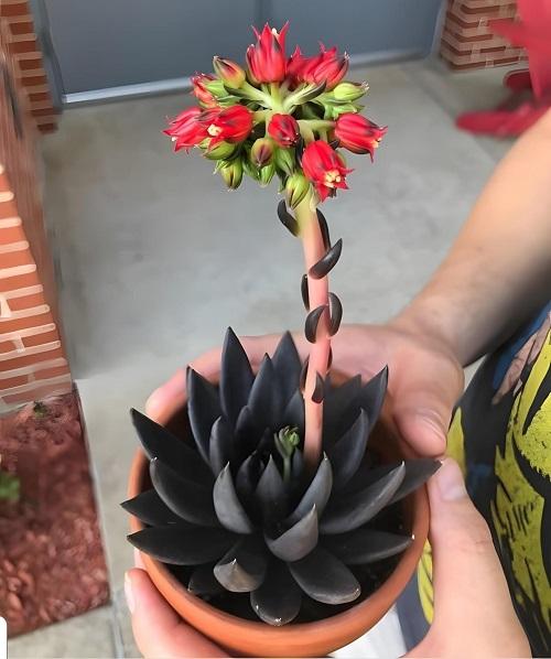 Echeveria 'Black Knight' (Black Knight Echeveria)