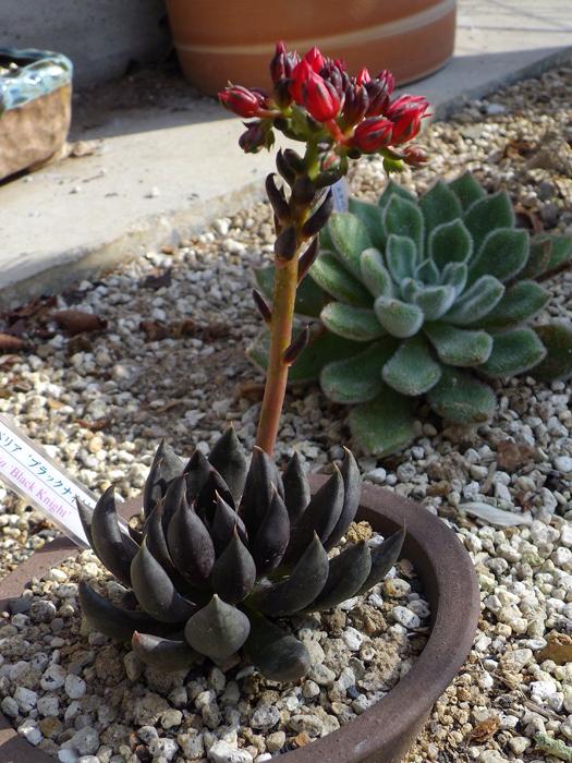 Echeveria 'Black Knight' (Black Knight Echeveria)
