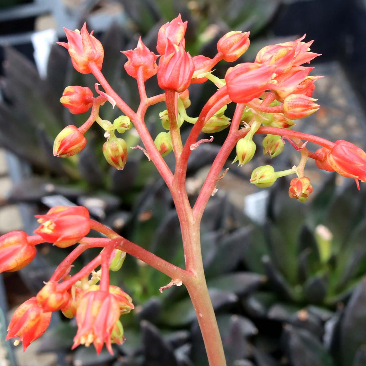 Echeveria 'Black Knight' (Black Knight Echeveria)