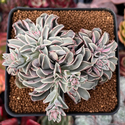 Echeveria ‘Fantastic Fountain’ (Fantastic Fountain Echeveria)