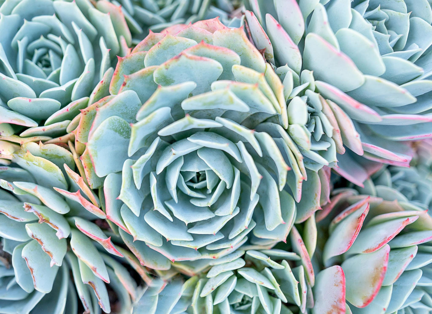 Echeveria ‘Jelly Jam’ (Echeveria)