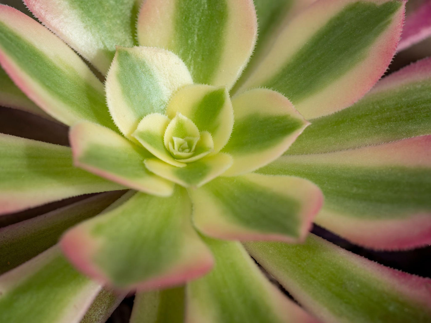 Echeveria ‘Jelly Jam’ (Echeveria)