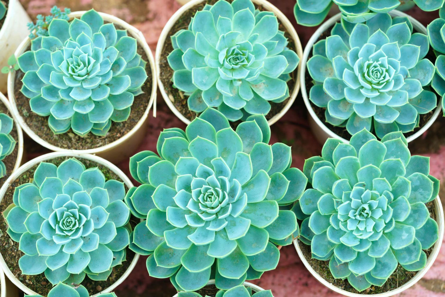 Echeveria 'Orana' (Orana Echeveria)