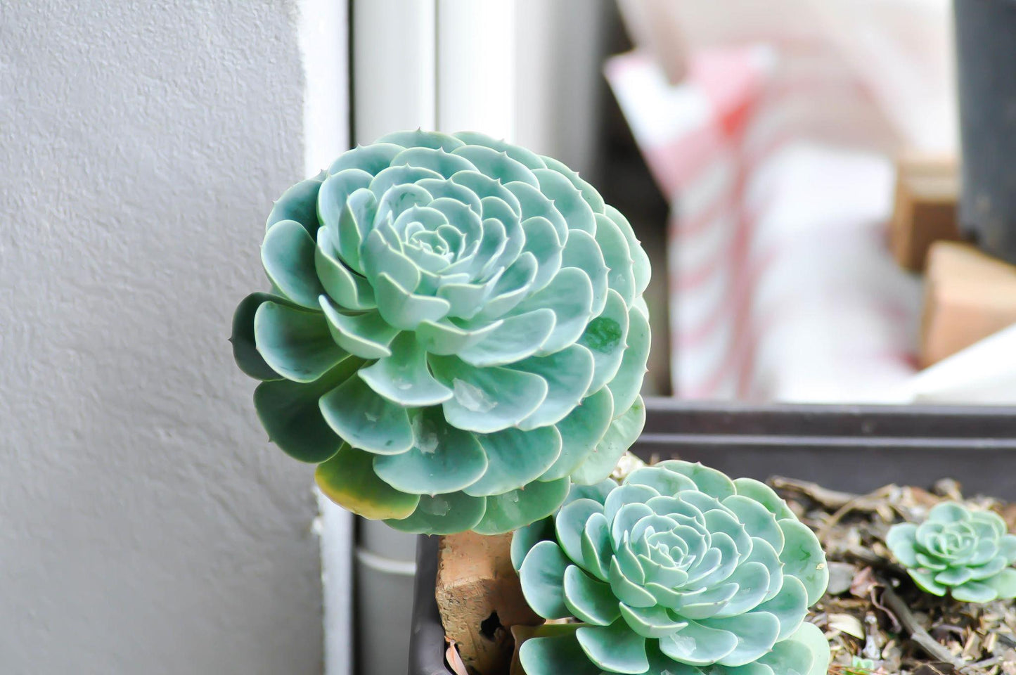 Echeveria 'Orana' (Orana Echeveria)