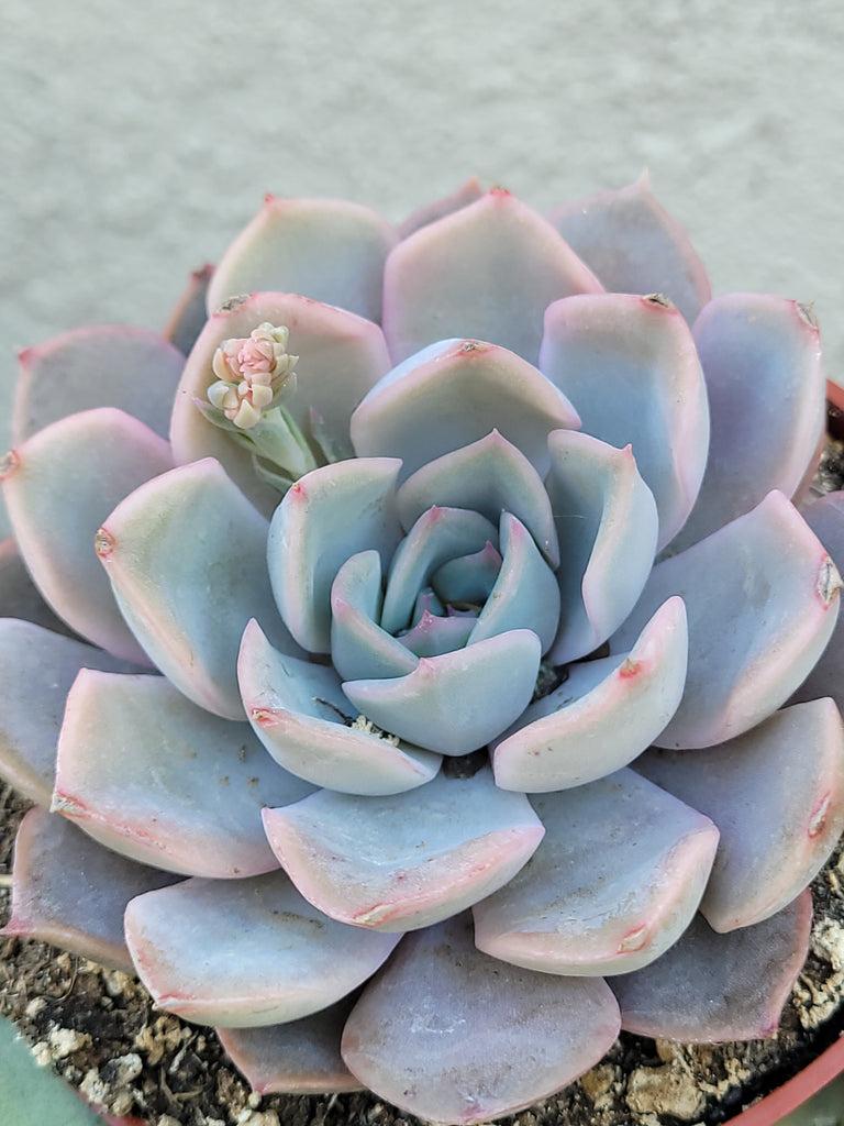 Echeveria ‘Orion’ (Orion Echeveria)