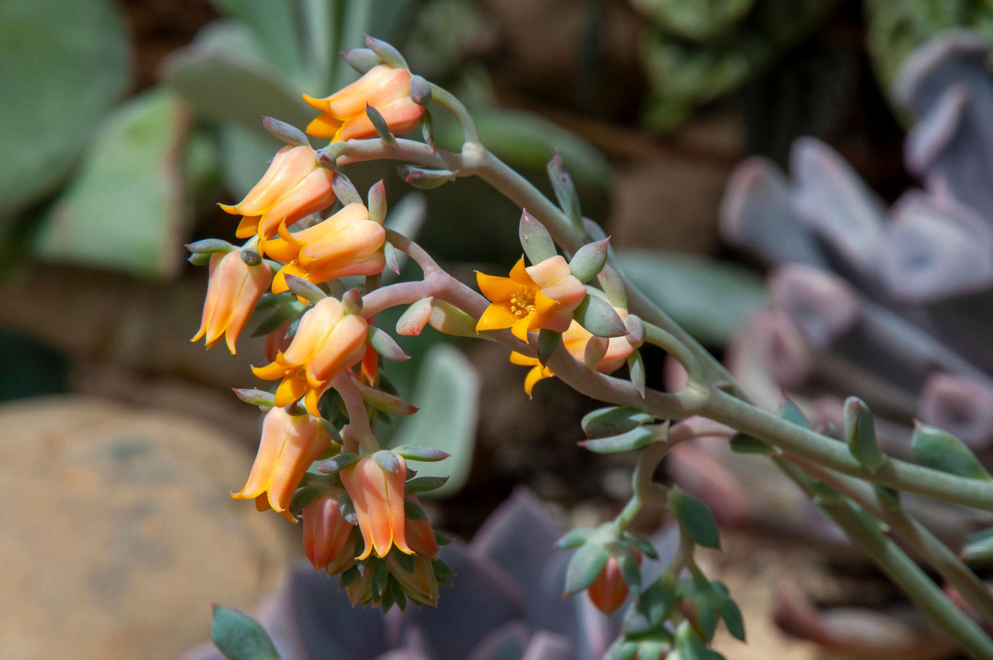 Echeveria ‘Orion’ (Orion Echeveria)