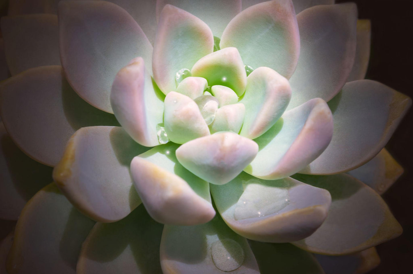 Echeveria ‘Orion’ (Orion Echeveria)