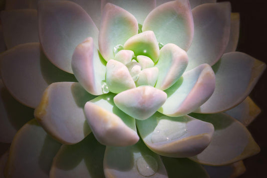 Echeveria ‘Orion’ (Orion Echeveria)