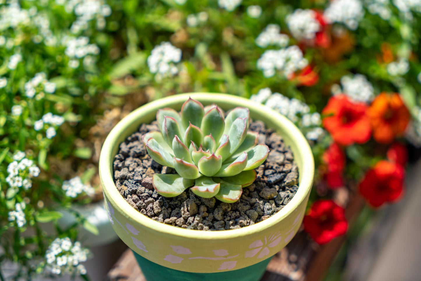 Echeveria ‘Orion’ (Orion Echeveria)