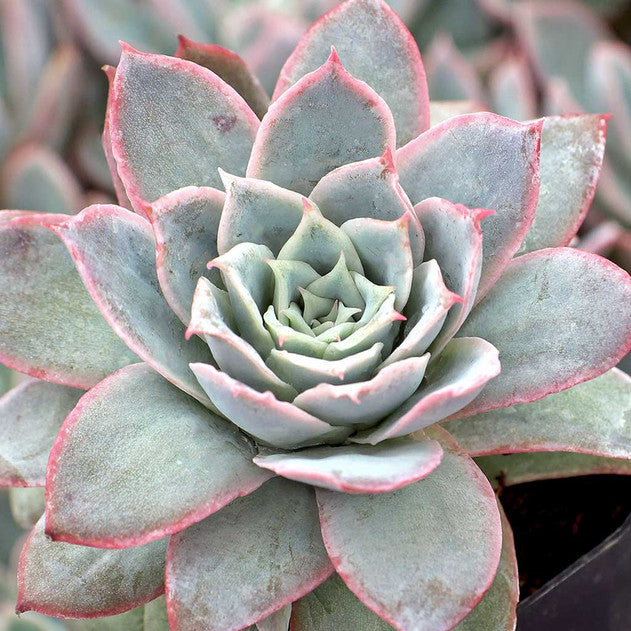 Echeveria Violet Queen (Violet Queen)