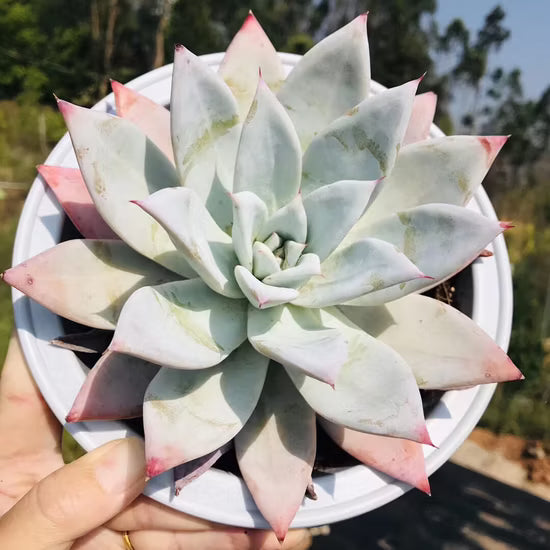 Echeveria colorata ‘Mexican Giant’ (Mexican Giant Echeveria)