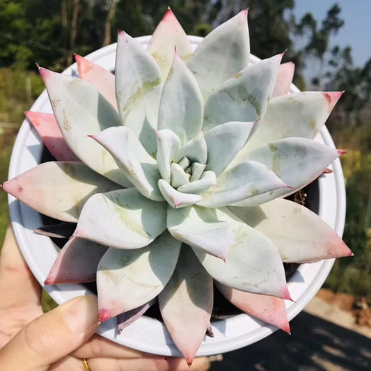 Echeveria colorata ‘Mexican Giant’ (Mexican Giant Echeveria)