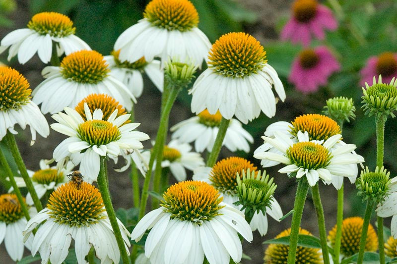 Echinacea Purpurea ‘PowWow White’ (White Coneflower)