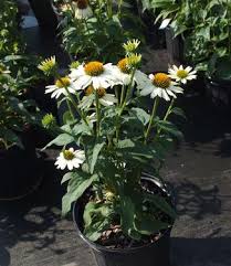 Echinacea Purpurea ‘PowWow White’ (White Coneflower)
