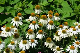Echinacea Purpurea ‘PowWow White’ (White Coneflower)