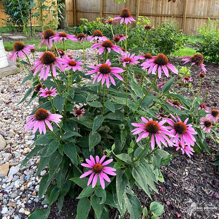 Echinacea Purpurea (Purple Coneflower)