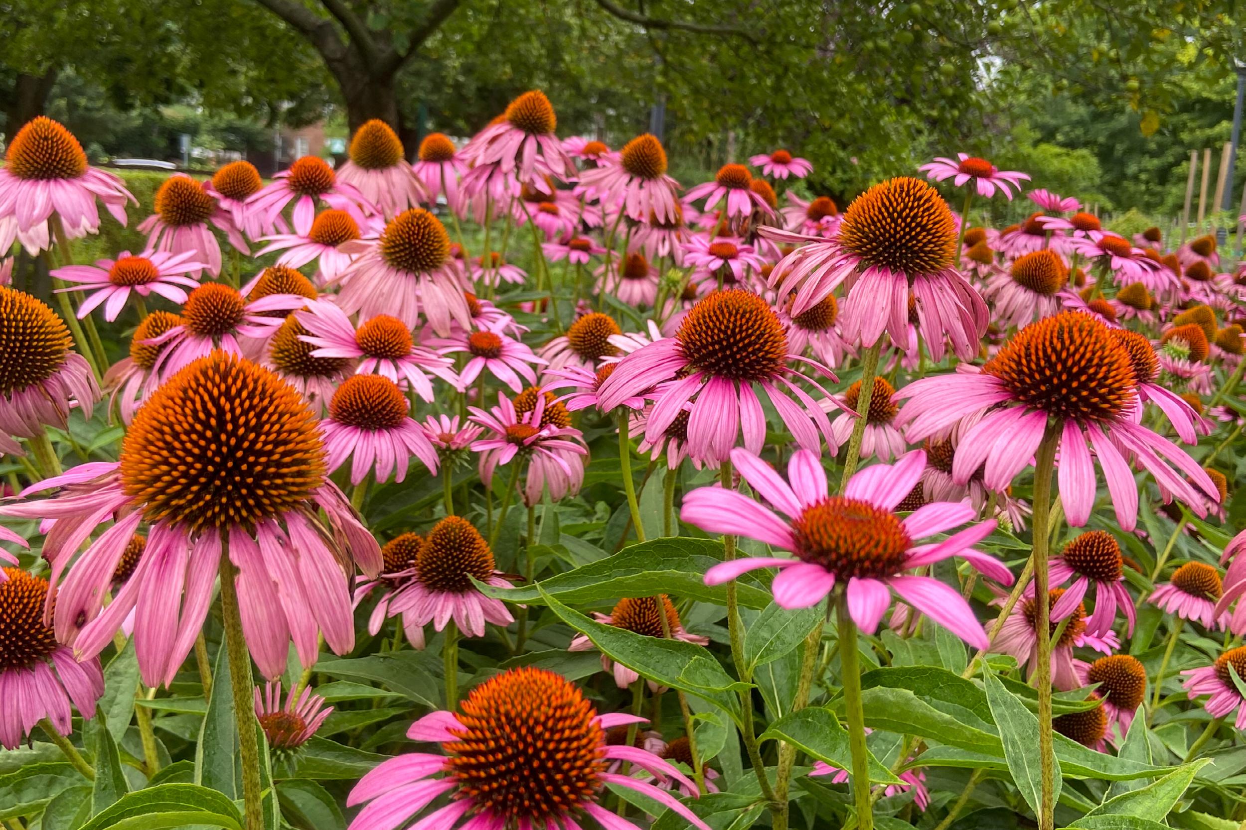 Echinacea Purpurea (Purple Coneflower)