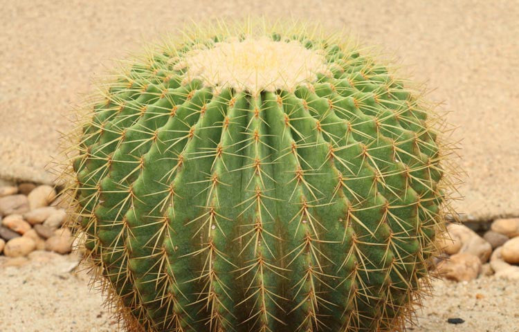 Echinocactus Grusonii (Golden Barrel Cactus)