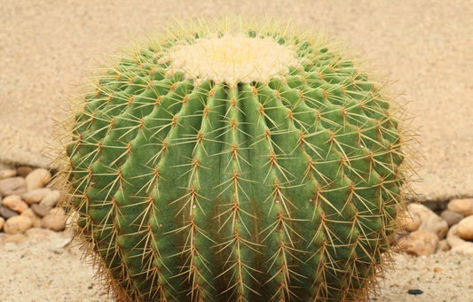 Echinocactus grusonii (Golden Barrel Cactus)
