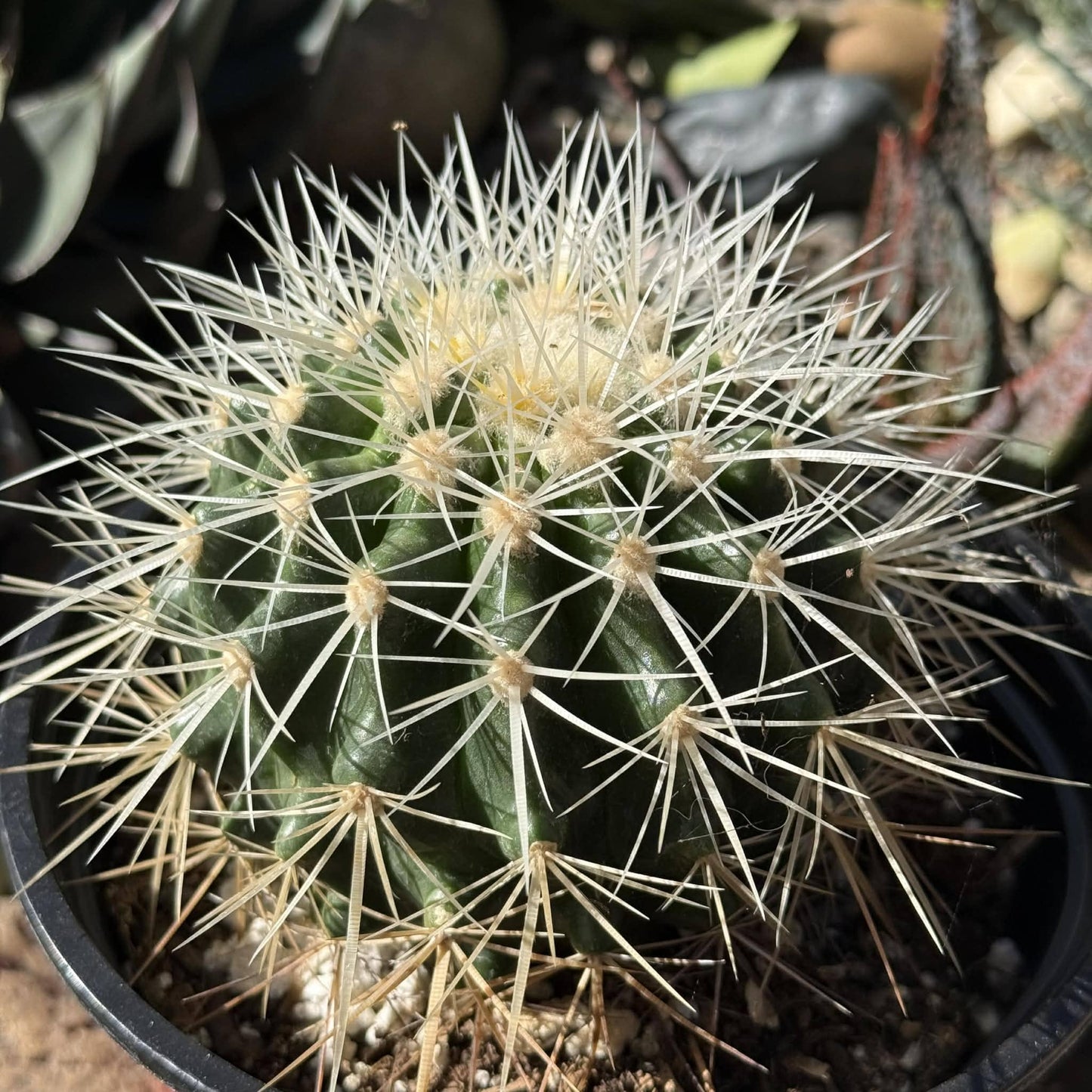 Echinocactus Grusonii ‘Albispinus’ (White Barrel Cactus)