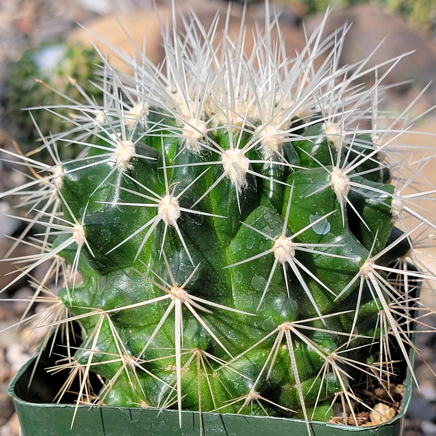 Echinocactus Grusonii ‘Albispinus’ (White Barrel Cactus)