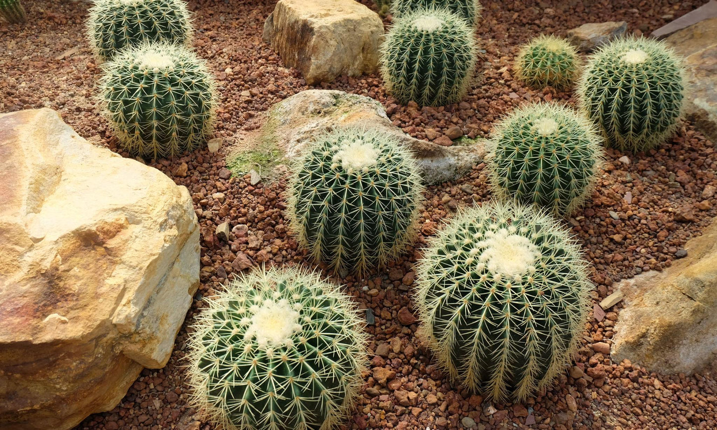 Echinocactus Grusonii ‘Albispinus’ (White Barrel Cactus)