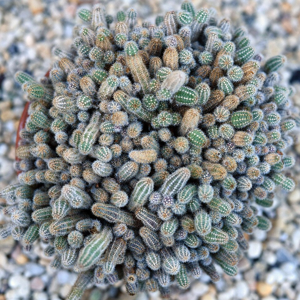 Echinopsis chamaecereus (Peanut Cactus)