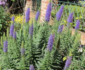 Echium fastuosum ‘Duxfield Blue’ (Pride of Madeira ‘Duxfield Blue’)