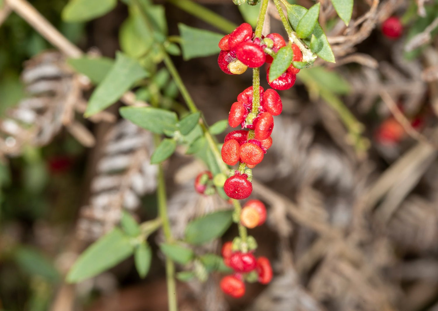 Einadia Nutans (Nodding Saltbush)