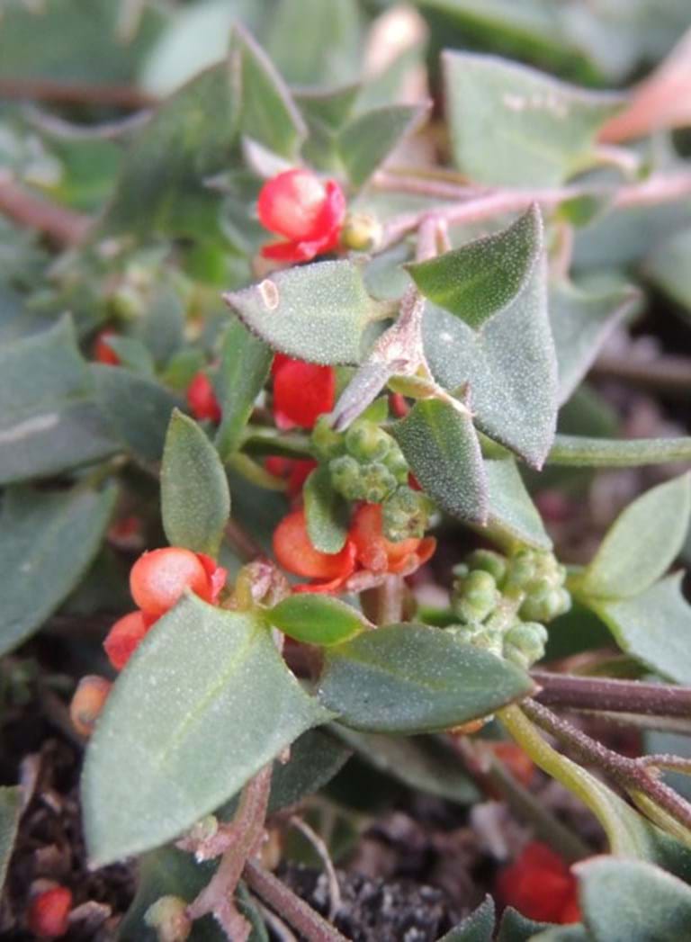 Einadia Nutans (Nodding Saltbush)