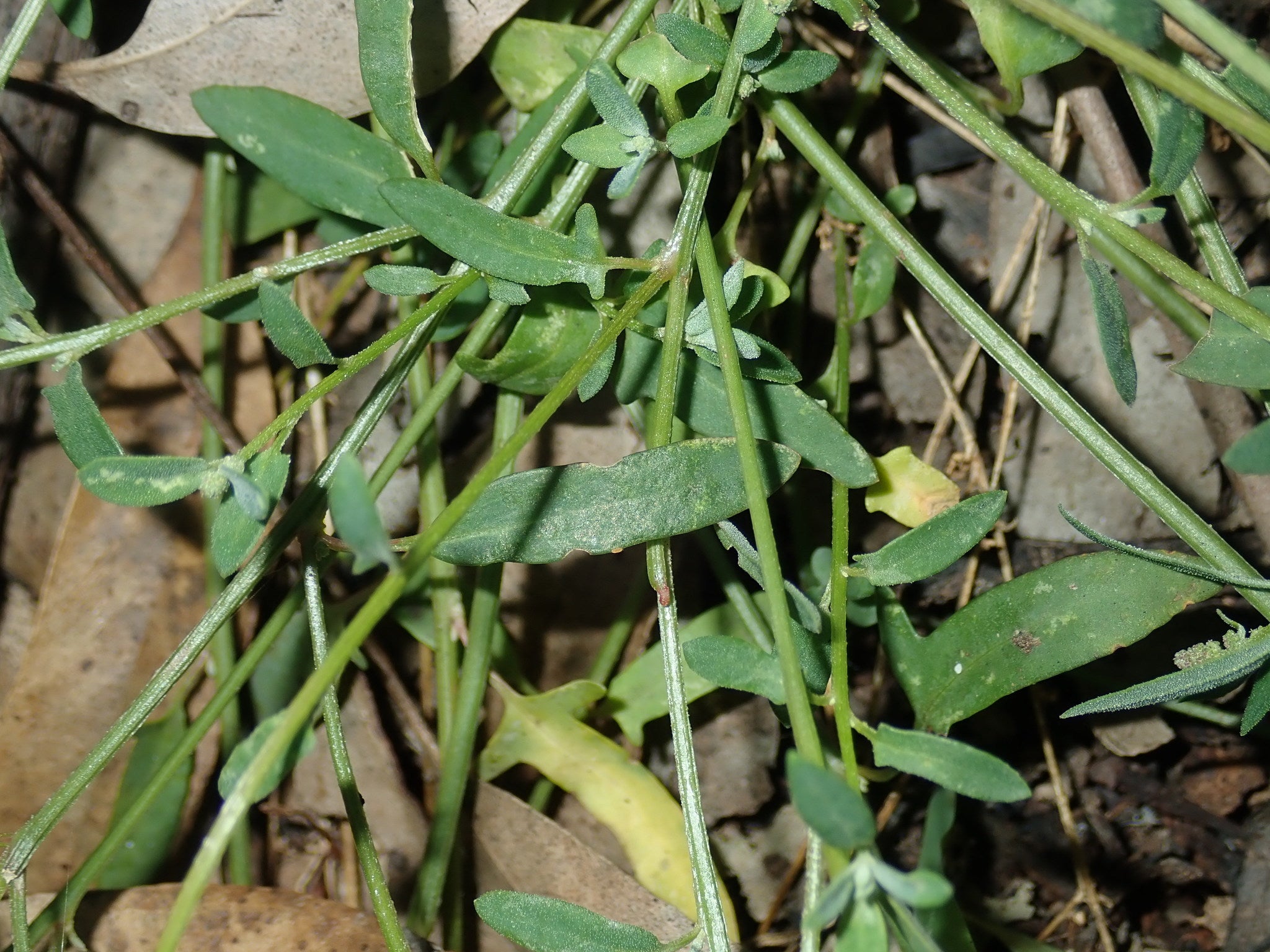 Einadia Polygonoides (Slinkweed)