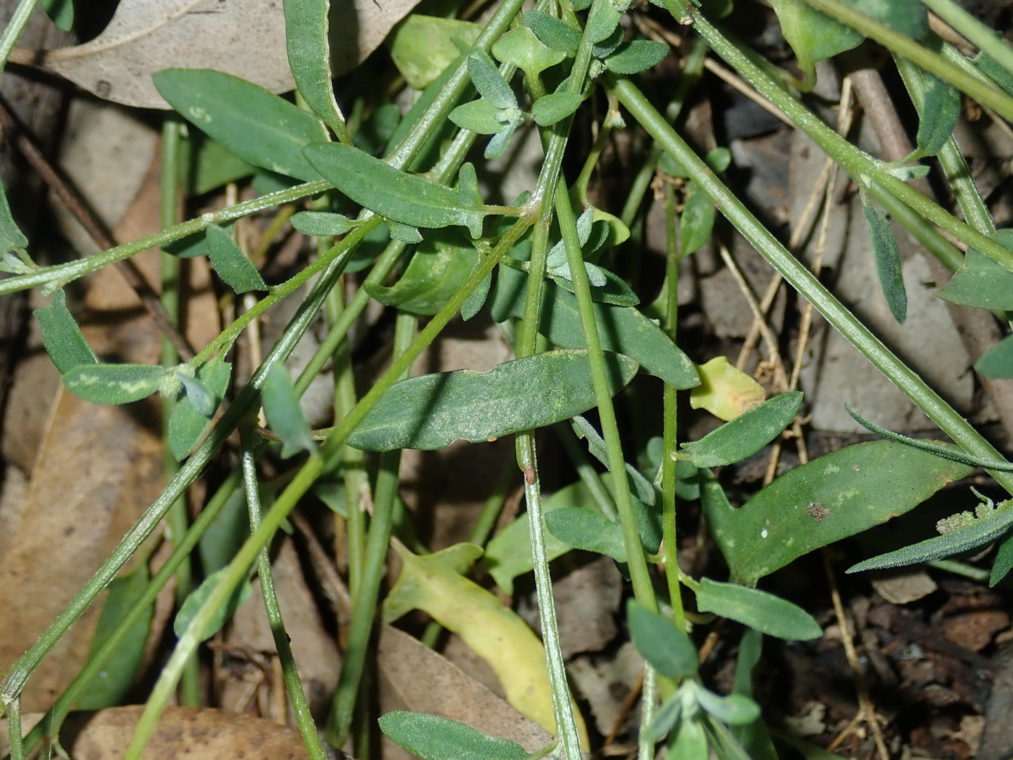 Einadia Polygonoides (Slinkweed)