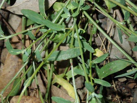Einadia Polygonoides (Slinkweed)