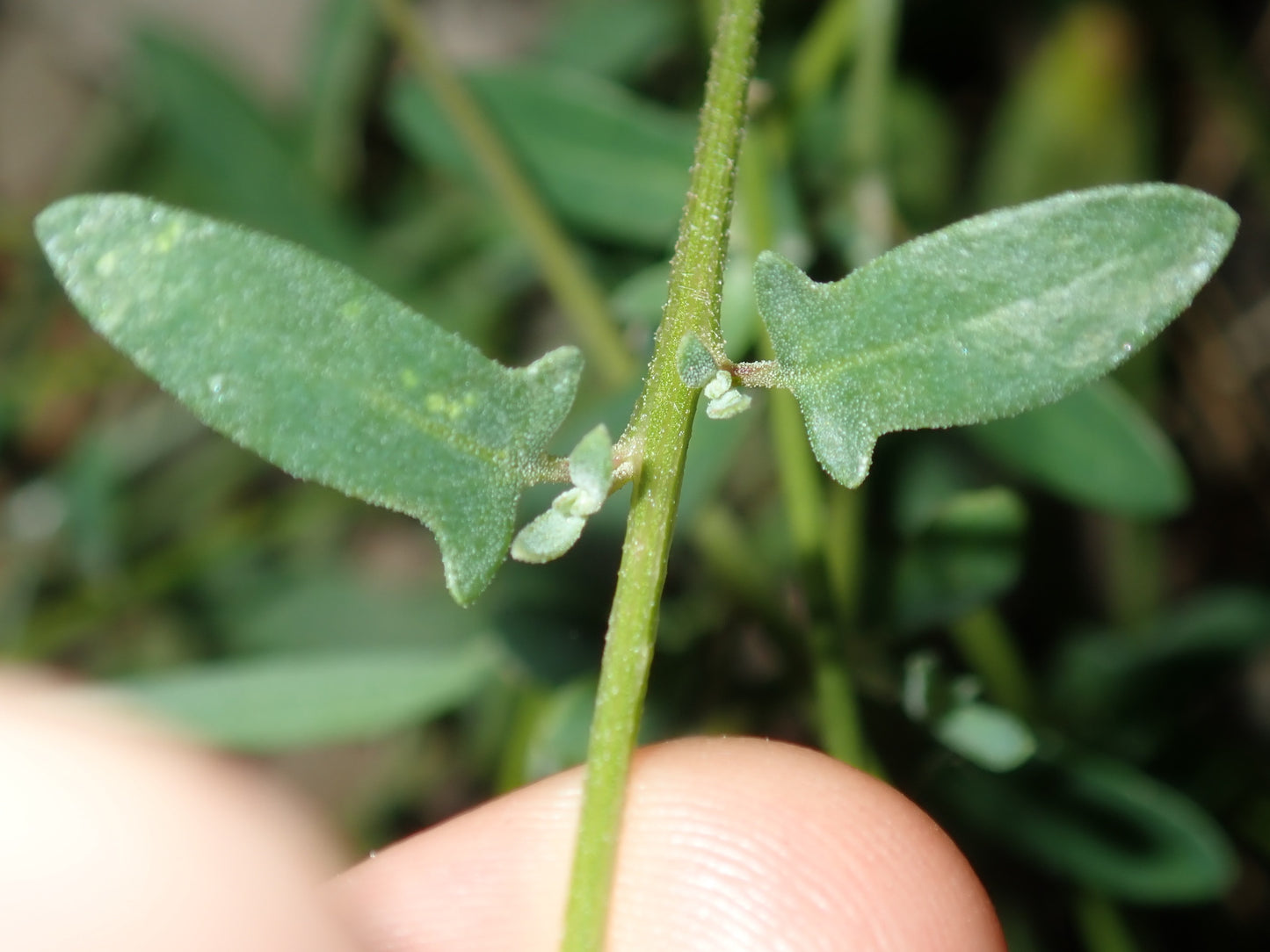 Einadia Polygonoides (Slinkweed)
