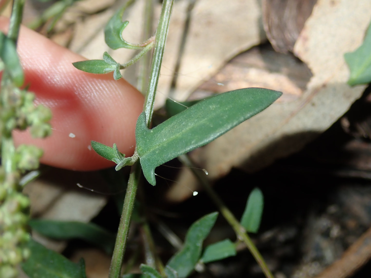 Einadia Polygonoides (Slinkweed)